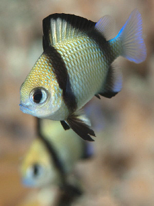 Reticulated dascyllus, Tulamben by Doug Anderson 
